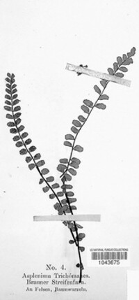 Asplenium trichomanes image